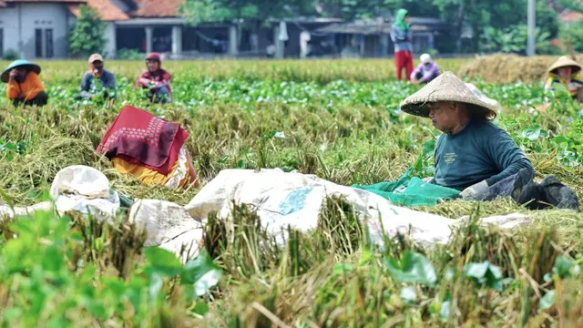 Kabupaten Bekasi Catatkan Peningkatan Panen Padi Sebanyak Tiga Persen, Sangga Jabar dan DKI Jakarta