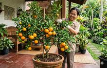 7 Cara Membuat Daun Jeruk Lebih Rimbun di Pot, Berikut Tips untuk Pemula