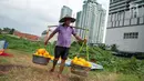 Petani membawa hasil panen timun suri di Jakarta, Selasa (30/5). Pada bulan Ramadan sejumlah petani setempat beralih tanam dari sayuran menjadi timun suri karena lebih menguntungkan. (Liputan6.com/Gempur M Surya)