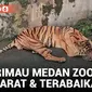 Seekor Harimau di Medan Zoo Kritis Tak Lama Setelah Ditinggal Mati Nurhaliza