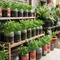 Cara Tanam Kangkung di Toples Bekas Astor untuk Berkebun di Lahan Terbatas