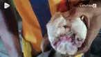 Seekor domba yang baru lahir menjadi perhatian warga di Karnataka, India. Domba tersebut langka karena memiliki tiga mata dan dua lidah.