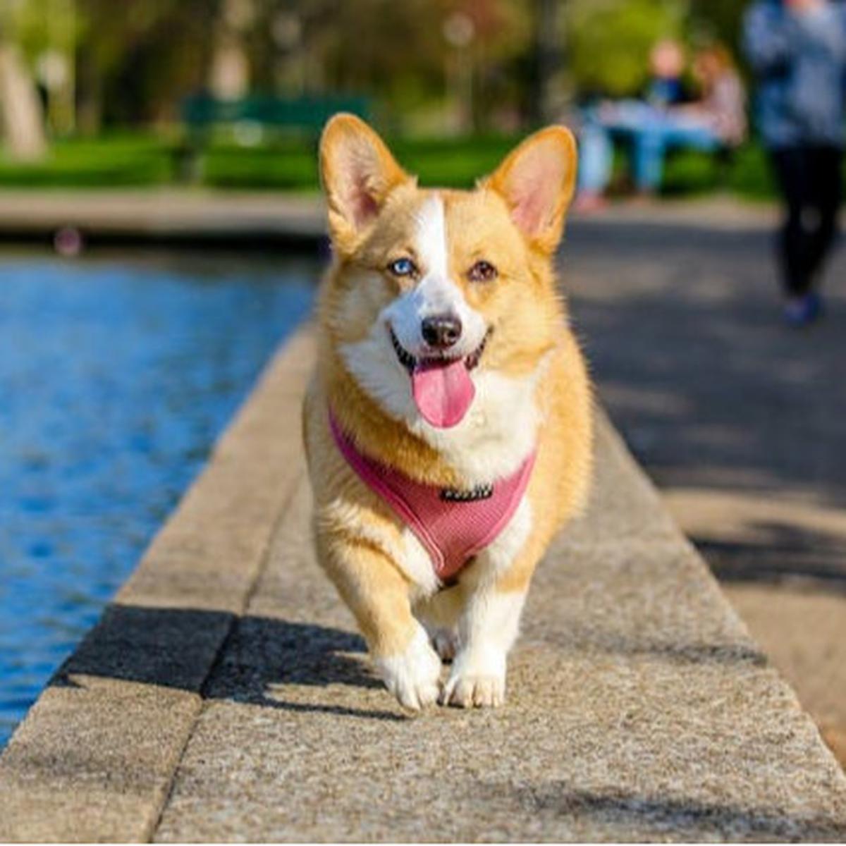 Kebiasaan Menjilati Kaki pada Anjing: Tanda Cinta atau Gejala Penyakit?