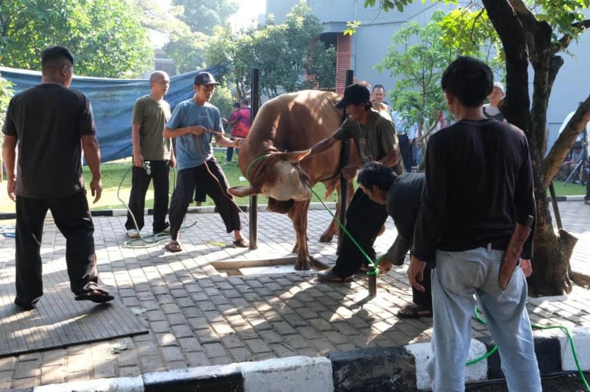 FOTO Koopsudnas Salurkan Semangat Berkurban Lewat 27 Hewan Kurban