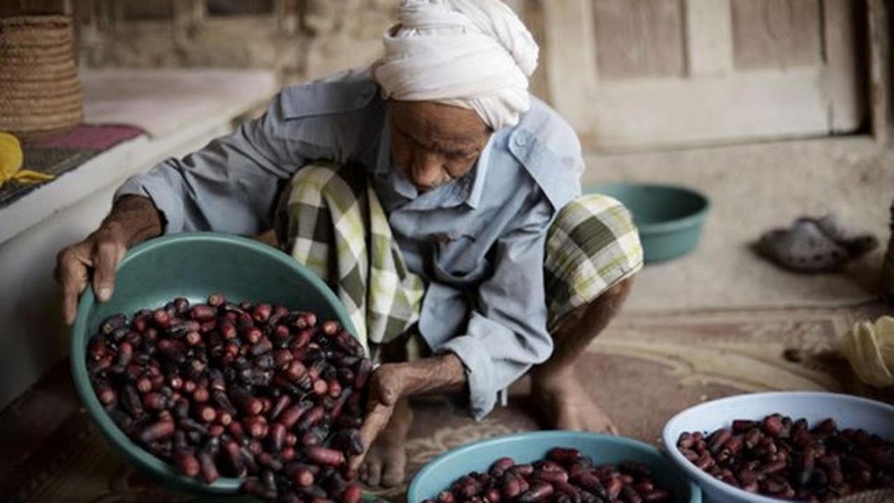 Melihat lebih dekat asyiknya memanen kurma di Bahrain