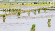 Petani menyiapkan lahan persawahan sebelum ditanami bibit padi di Tangerang Selatan, Jumat (15/10/2020). Guna mendorong masyarakat untuk berinovasi di masa pandemi pemprov Tangsel berharap masyarakat bisa memanfaatkan lahan pertanian yang bisa mendorong laju pertumbuhan. (Liputan6.com/Fery Pradolo)