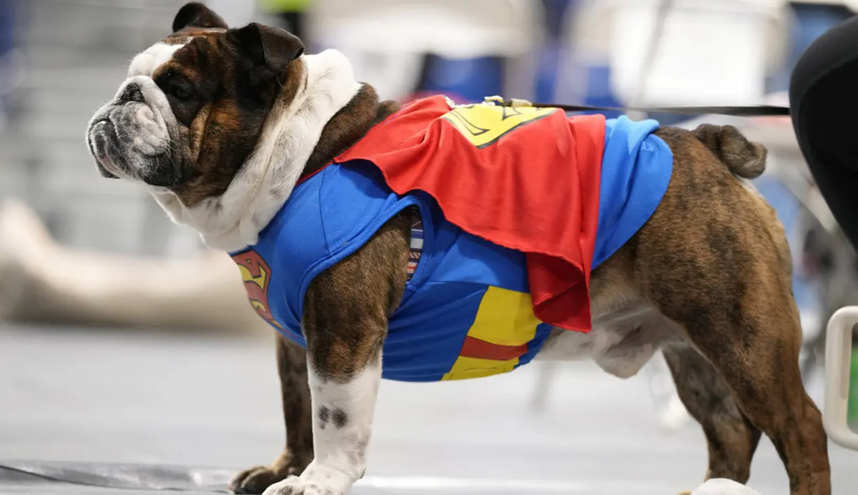 <p>Kontestan dalam kompetisi ini adalah para bulldog dengan style dan fashion terbaik. (AP Photo/Charlie Neibergall)</p>