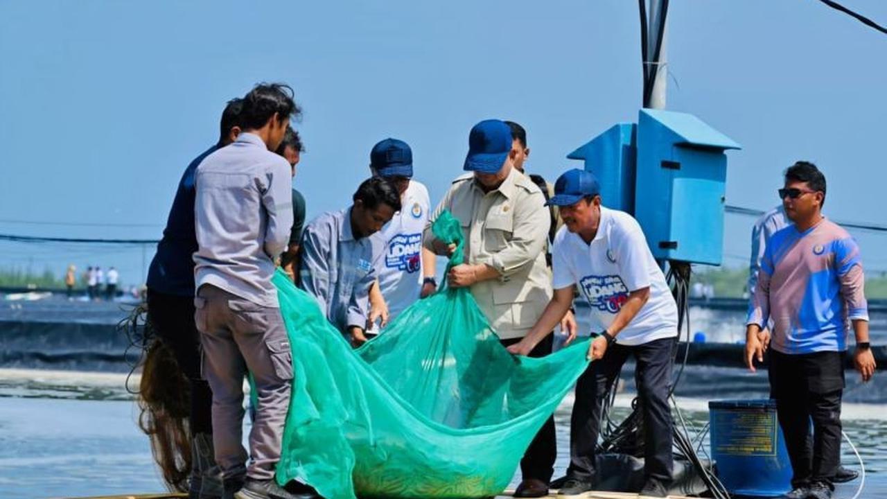 Prabowo Panen Udang Kebumen: Tambak BUBK Hasilkan Rp2,8 Miliar per Hektare, Dorong Ekonomi Nasional