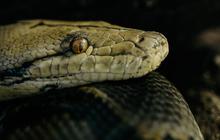 Wanita Ini Iseng Curhat ke Panji Petualang Soal Ular Cobra di Rumah, Begini Responsnya yang Banjir Pujian