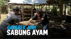 Ayam thumbnail