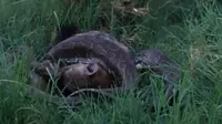 Peristiwa Langka, Ular Piton Serang Hiena Dewasa