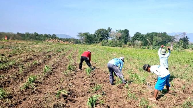 Berita Brebes Hari Ini Kabar Terbaru Terkini Liputan6 Com
