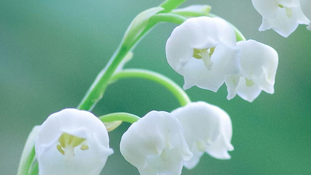 <b>Lily of The Valley </b>