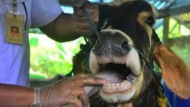 Ilustrasi Sapi terpapar PMK di Jember (Istimewa)