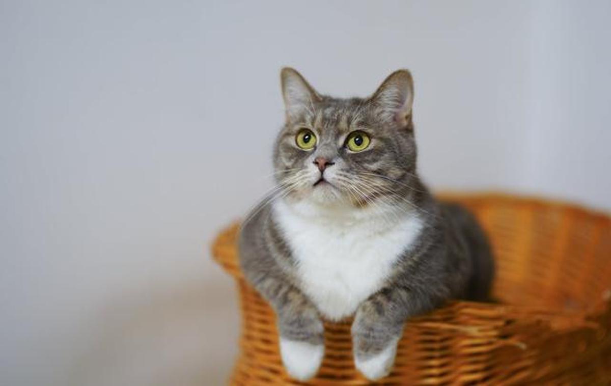 9 Cara Mencegah Tikus Kembali ke Rumah Setelah Diusir, Dijamin Efektif