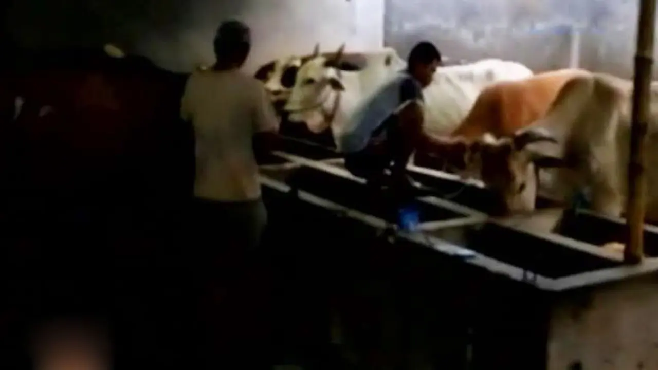 20150912-Sapi Glonggongan-Sidoarjo