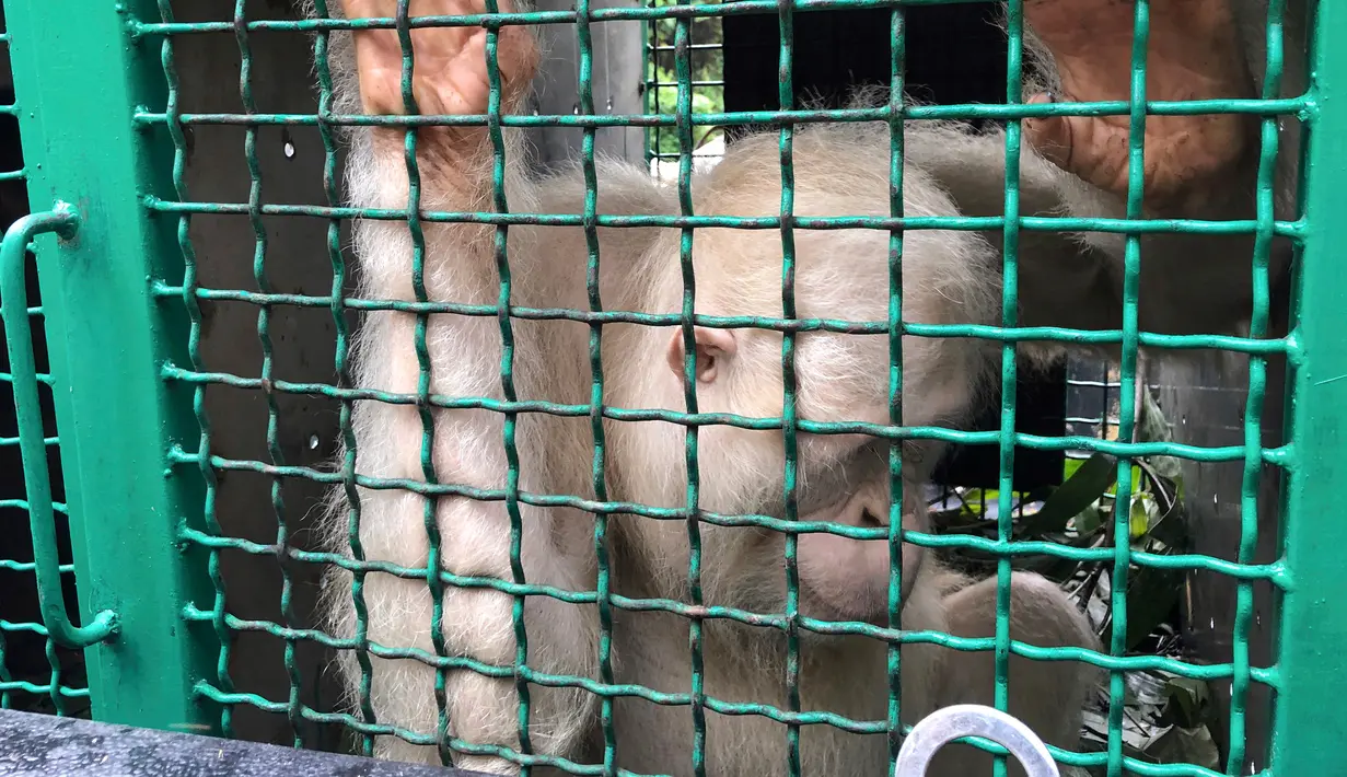 Orangutan albino bernama Alba berada dalam kandang sebelum dirilis di Taman Nasional Bukit Baka Bukit Raya Katingan, Kalimantan Tengah, Rabu (19/12). Saat ditemukan, Alba masih liar dan menolak berdekatan dengan manusia. (AP Photo/Andi Jatmiko)