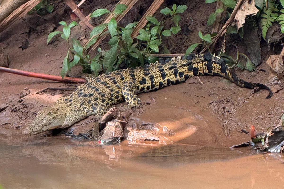 Buaya berjemur di dekat SMA Kota Depok. (Liputan6.com/Dicky Agung Prihanto)