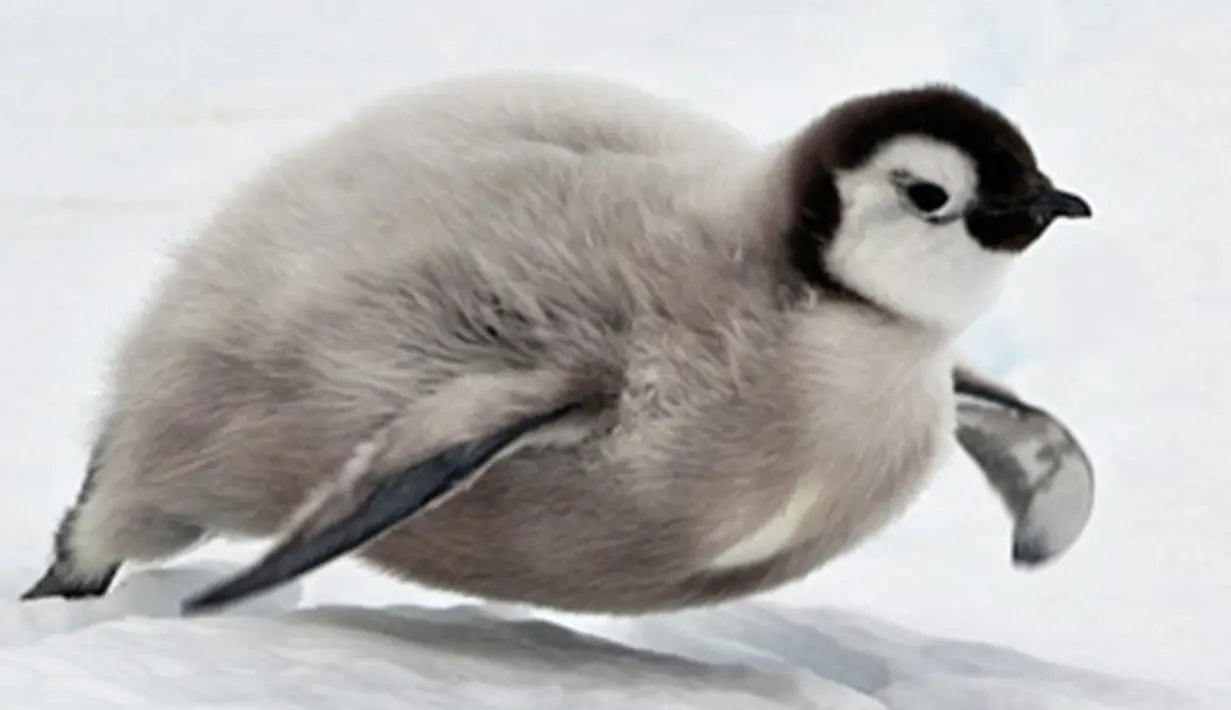 Bayi pinguin saat mencoba berseluncur di gundukan salju Benua Antartika. Mereka akan bertahan hidup dari berbagai predator yang lebih besar darinya. (Dailymail.co.uk)