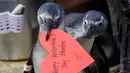 Penguin Afrika membawa sarang berbentuk hati yang dibagikan di Akademi Ilmu Pengetahuan California, San Francisco, Selasa (12/2). Hati dibagikan kepada penguin yang secara alami menggunakan bahan serupa untuk membangun sarang di alam liar. (AP/Jeff Chiu)