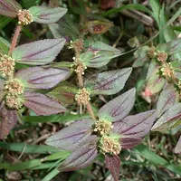 Ilustrasi Patikan Kebo. (Foto: Keisotyo/Wikimedia Commons)