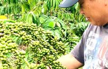 Full Senyum Jenderal Jadi Petani Bersiap Panen Kopi, Nasib Lebih Baik di 2024