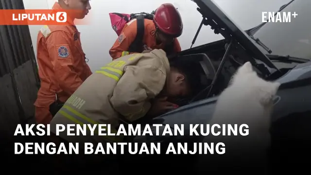 Aksi Penyelamatan Kucing Dibantu Anjing