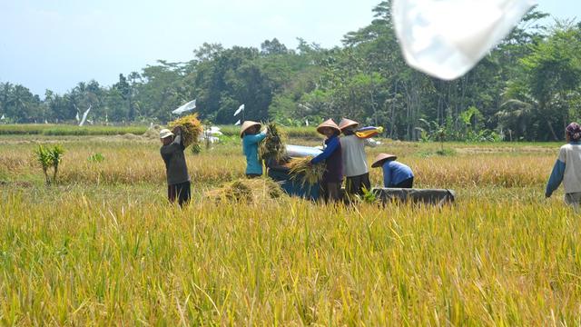 Petani Kalimanah Kulon, Kalimanah, Purbalingga sedang panen padi. (Foto: Liputan6.com/Muhamad Ridlo)