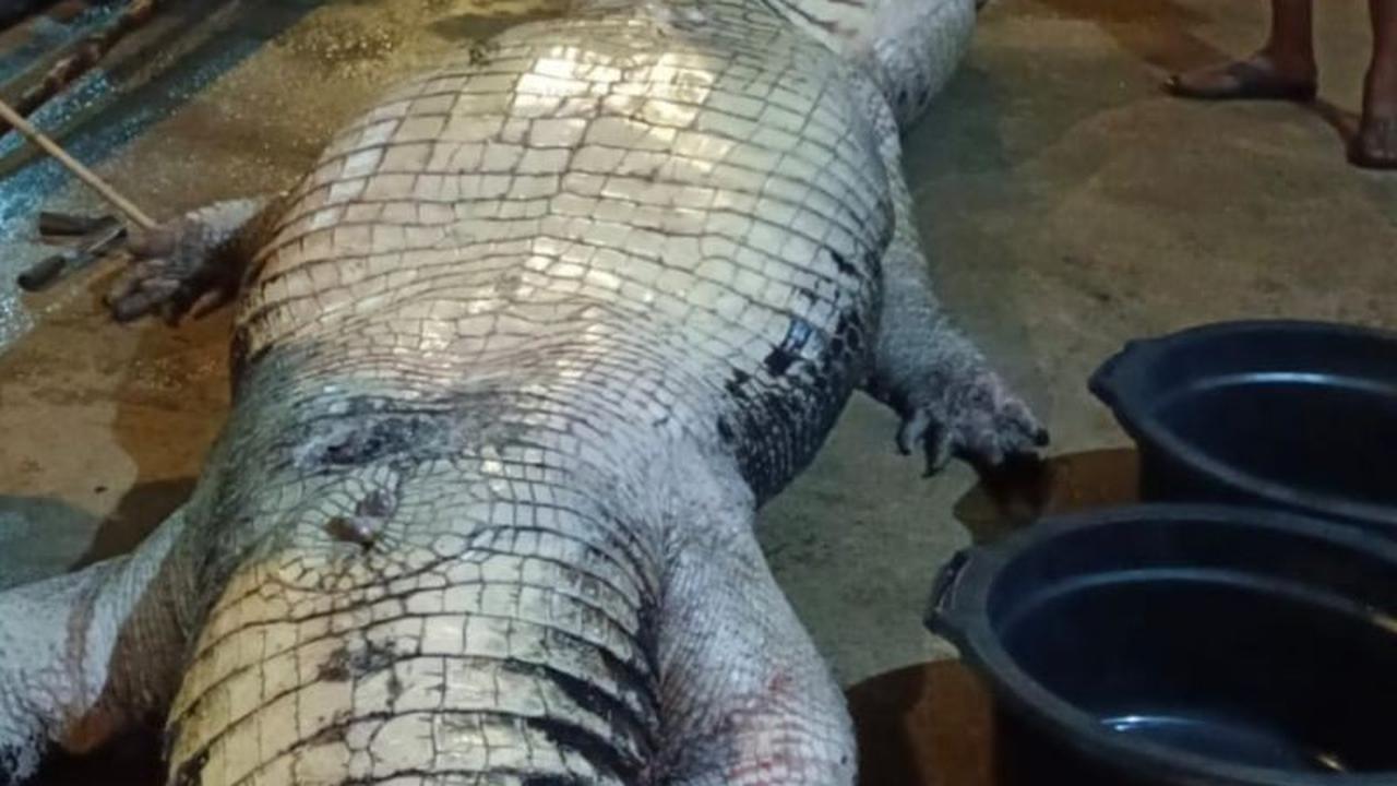 DPKP Inhil Laporkan Kematian Buaya Raksasa 585 Kg Usai Dirawat