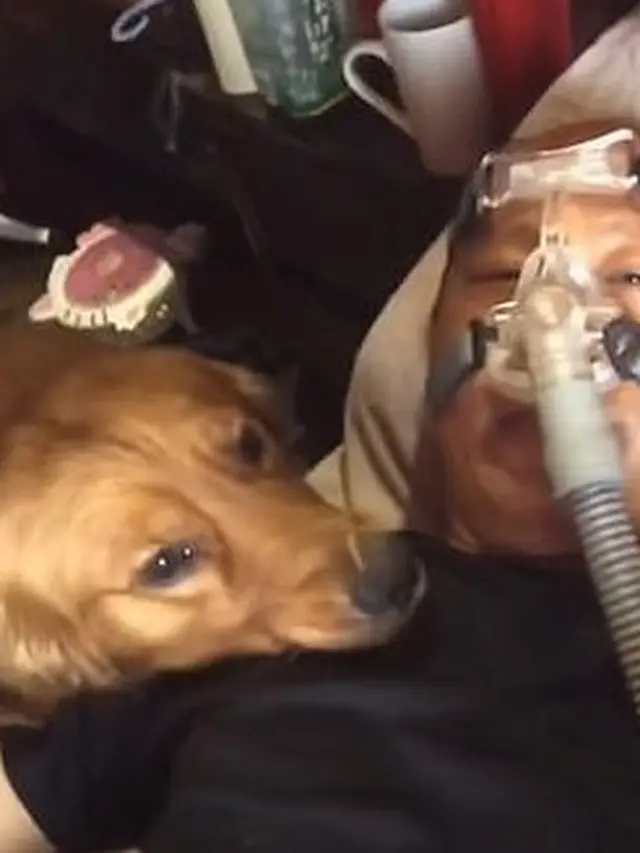 Haru, Viral Anjing Setia Tak Mau Tinggalkan Pemiliknya yang Pakai Ventilator