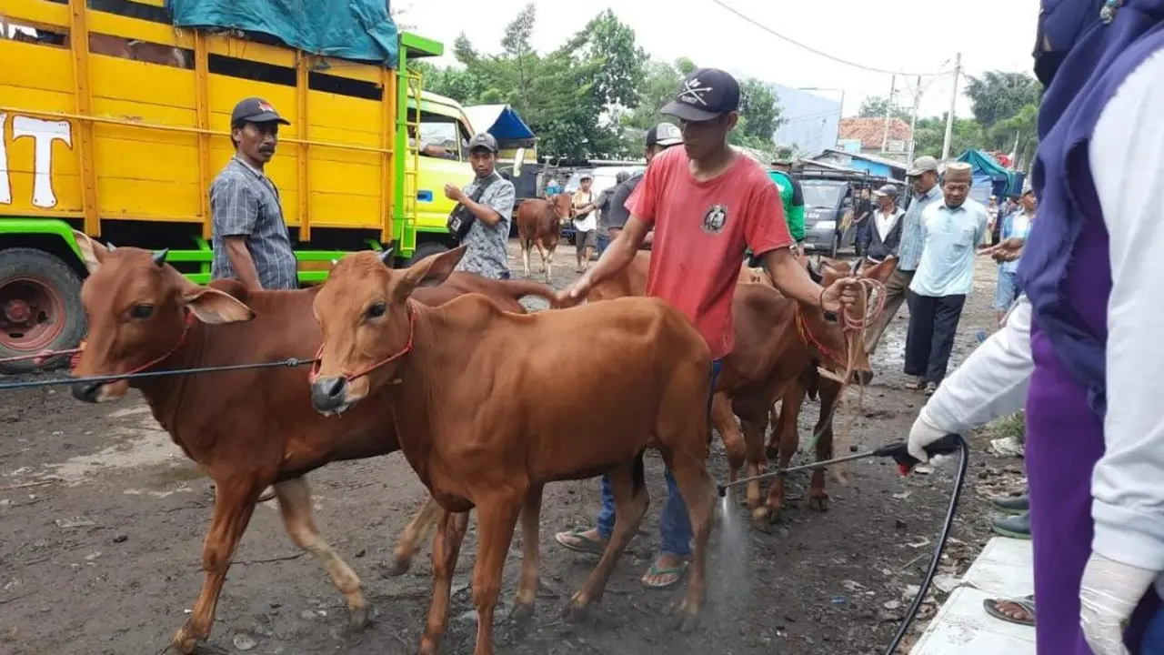 Salah satu Pasar Hewan ternak sapi di Kabupaten Probolinggo (Istimewa)