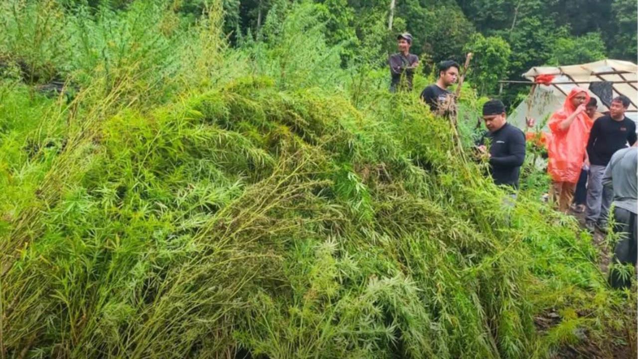 Bea Cukai Musnahkan 51,75 Hektare Ladang Aceh di Gayo Lues Aceh