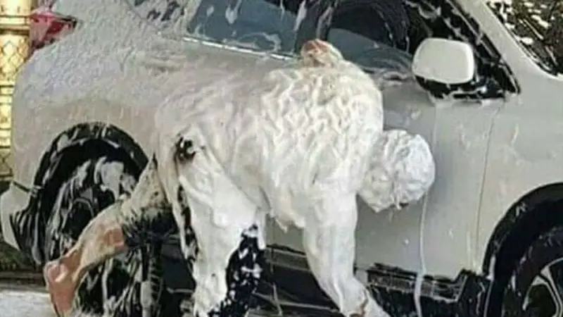 6 Kelakuan Nyeleneh saat Cuci Mobil Ini Bikin Geleng Kepala