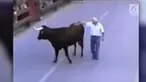 Seekor banteng ngamuk dan menyerang manusia pada sebuah festival. Namun emosi binatang tersebut mendadak menurun saat melihat orang yang memberinya makan dari kecil.