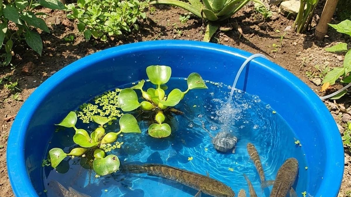 Cara Ternak Ikan Gabus di Ember agar Tidak Mudah Mati dan Cepat Panen