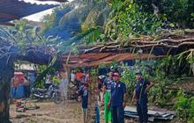Damkar Ambon Sigap Lakukan Evakuasi Pohon Tumbang Timpa Rumah Warga di Lateri 2