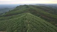 Pepohonan Ekaliptus yang berjajar rapi di kawasan Hutan Tanaman Industri (HTI) di Kabupaten Kutai Kartanegara. (foto: Abdul Jalil)
