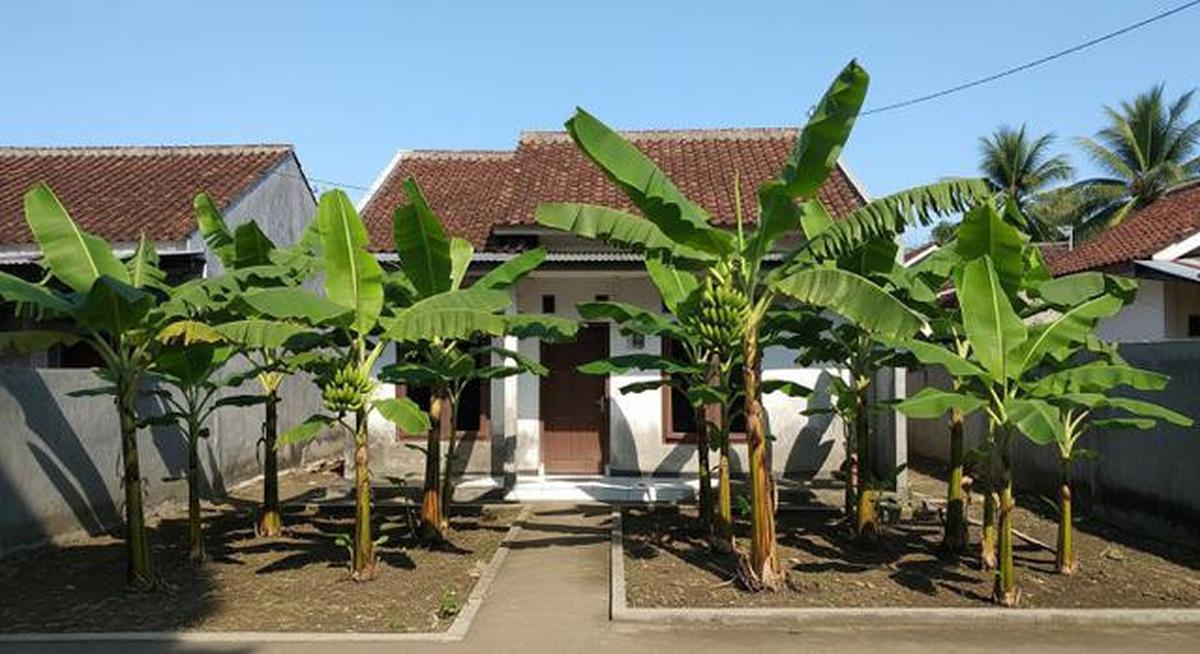 7 Jenis Pohon Pisang Pendek untuk Lahan Terbatas, Bisa Bikin Teduh dan Mempercantik Rumah