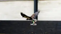  Seekor Elang tampak mencengkram Drone yang berterbangang di Rotterdam , Belanda 29 Januari 2016. Polisi Belanda melatih Elang untuk dapat menangkap drone yang terbang secara ilegal di langit Belanda. (REUTERS / Nederlands Politie )