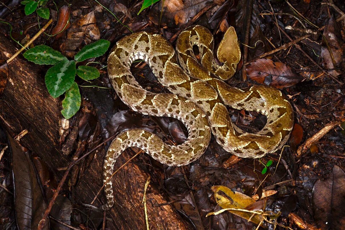 Ular fer de lance