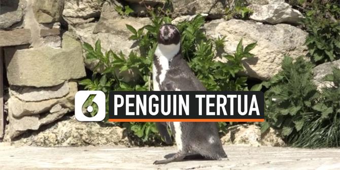 VIDEO: Penguin Tertua di Inggris Berulang Tahun ke-30