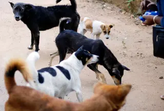 Ilustrasi anjing liar. (Unsplash/Heshan Weeramanthri)