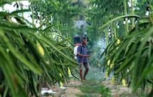 Kisah Petani Buah Naga Naik Kelas Berkat Program Klasterku Hidupku BRI, Kembangkan Inovasi & Produksi