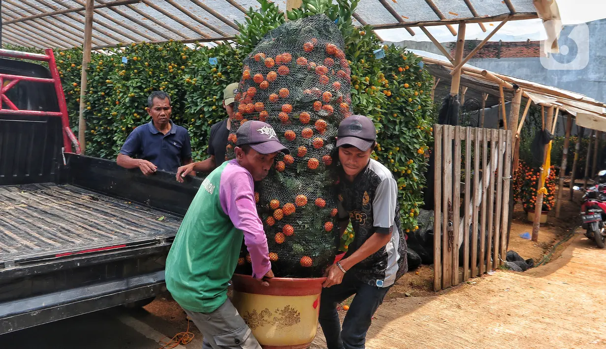Pekerja mengangkat pohon jeruk imlek yang dijual di Meruya, Jakarta Barat, Kamis (12/1/2023). Permintaan jeruk kimkit meningkat jelang perayaan imlek karena dipercaya membawa keberuntungan. (Liputan6.com/Angga Yuniar)