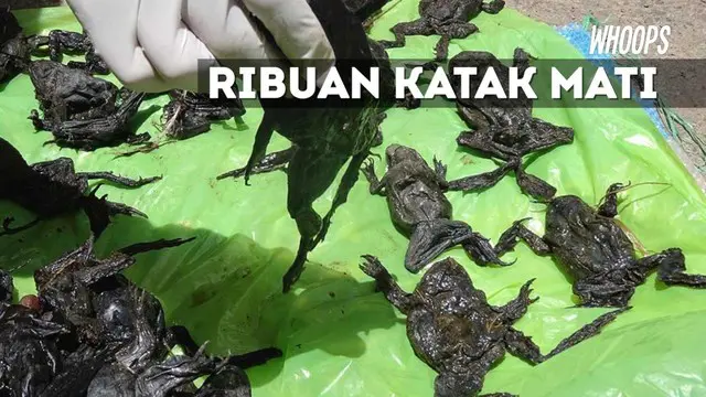 WHOOPS: 10 Ribu Katak Langka Mati Misterius, Ini Penyebabnya