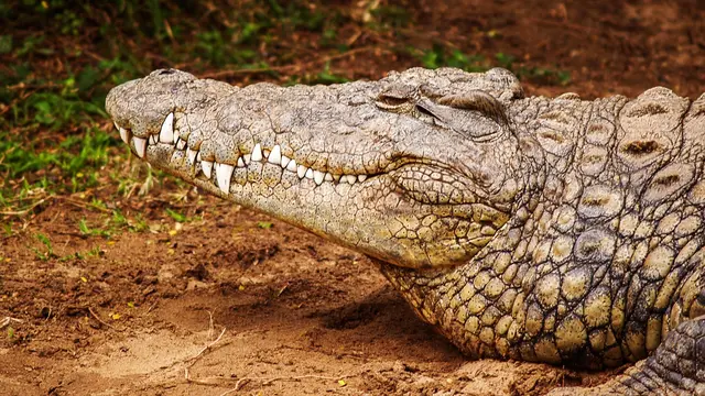 Ilustrasi mimpi, buaya