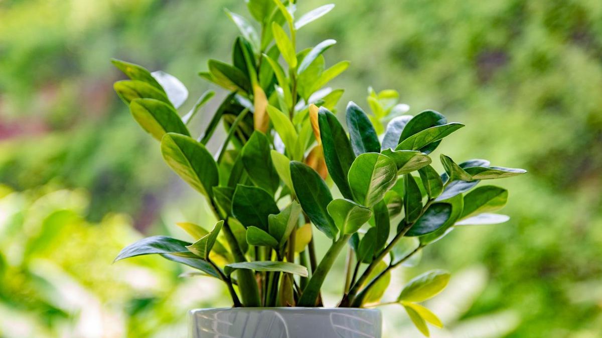 ZZ Plant (Zamioculcas Zamiifolia)