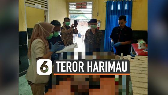 VIDEO: Lagi, Warga Sumsel Tewas Dimangsa Harimau