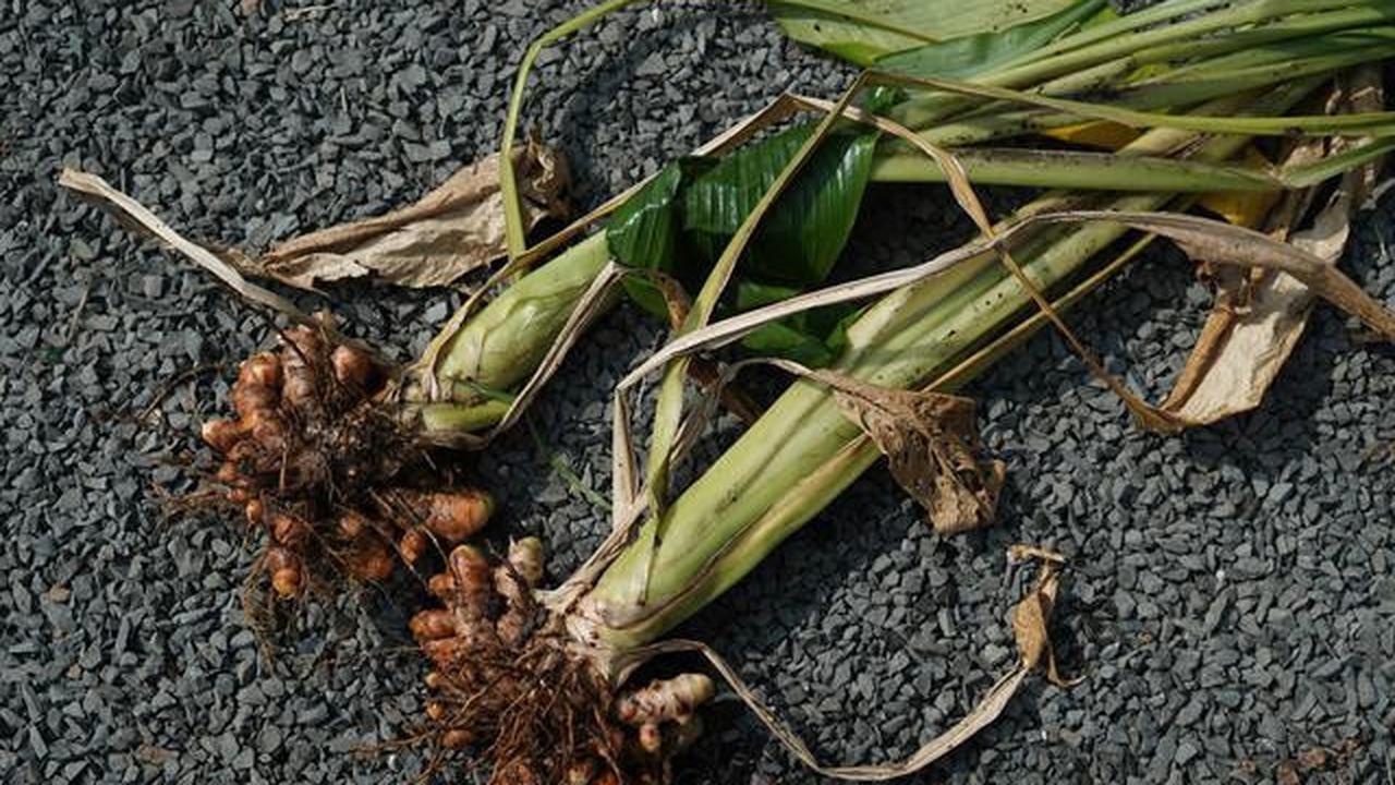 Cara Praktis Memanen Kunyit dari Pekarangan Rumah