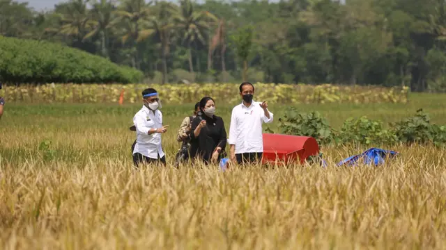 Tinjau Panen di Malang, Presiden Jokowi Buktikan Produksi Padi Memuaskan